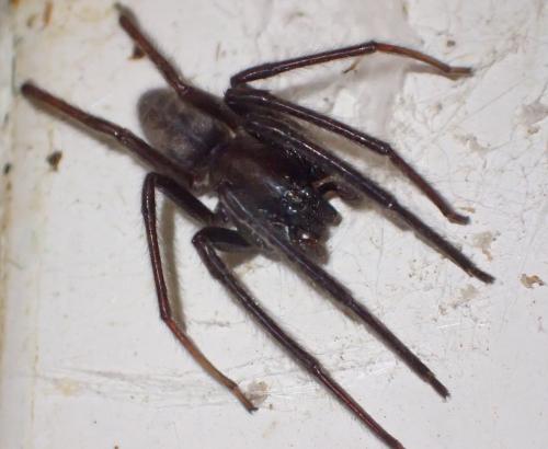 Segestria florentina
